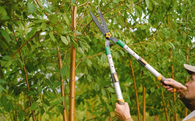 Tree trimming in Alcolu, SC